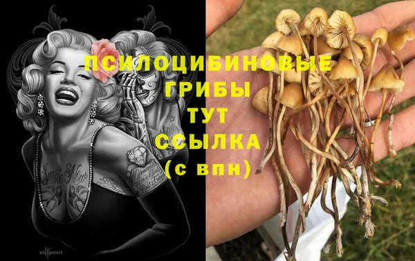 ПСИЛОЦИБИНОВЫЕ ГРИБЫ Осинники